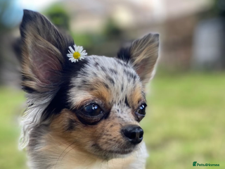 Chorkie dogs CHORKIE PUPS AVAILABLE NOW - Advert 1