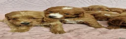 Cockapoo dogs for sale: Beautiful health clear Cockapoo's in Staines - Advert 20