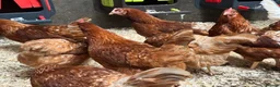 Chickens poultry for sale: Warrens in Coventry - Advert 5