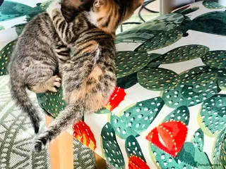Mixed Breed cats Every Colour Imaginable! Bo's blue-eyed Beauties - Advert 4