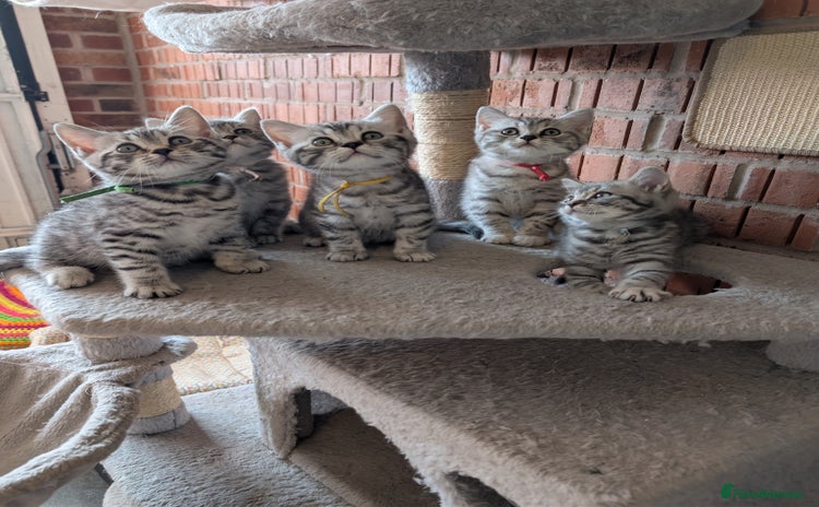British Shorthair cats - Advert 14
