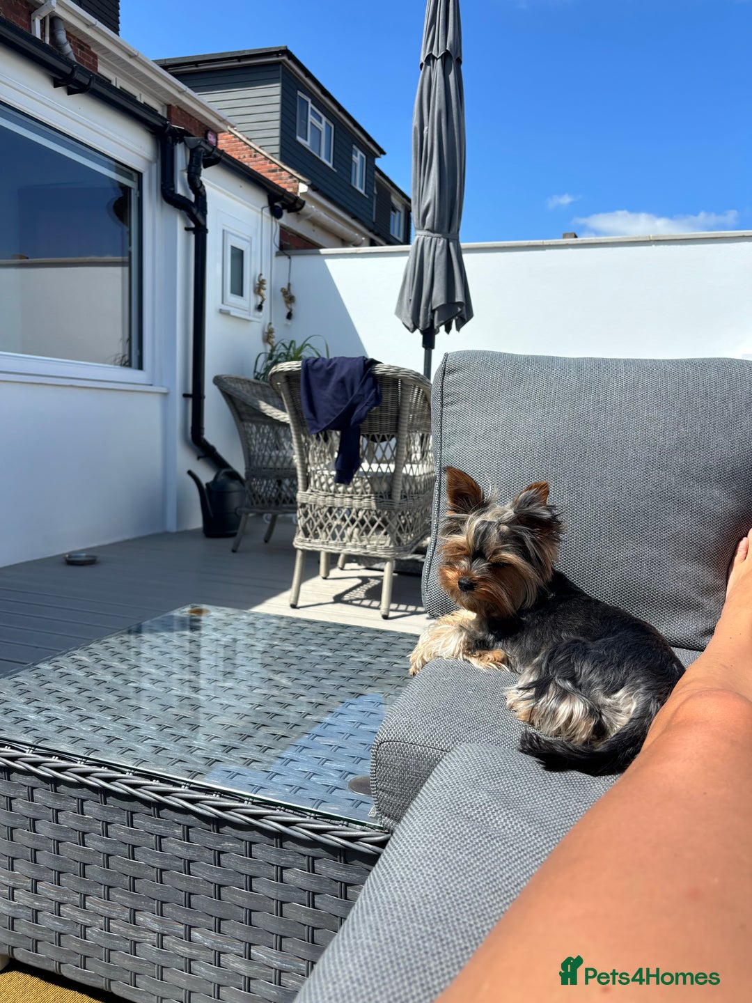 Yorkshire Terrier dogs for sale: ✨ Adorable Yorkshire Terrier Puppies  - Image 14