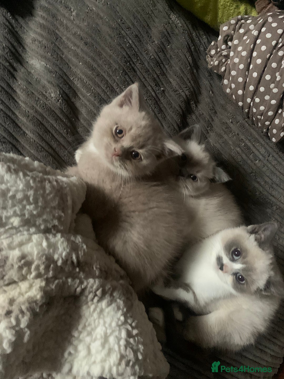 Persian cats for sale: Our cute adorable bundles of joy Persian kittens - Image 13