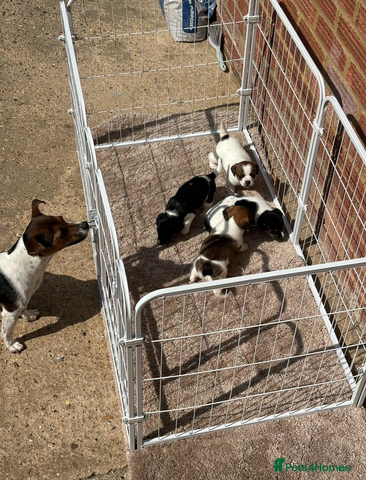 Jack Russell dogs Top quality jack Russell puppy’s for sale  - Advert 4