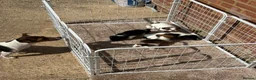 Jack Russell dogs for sale: Top quality jack Russell puppy’s for sale  in Chalfont Saint Giles - Advert 1