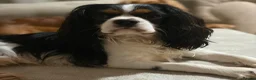 Cavalier King Charles Spaniel dogs for sale: Beautiful KC Reg Cavalier King Charles Girl  - Advert 11