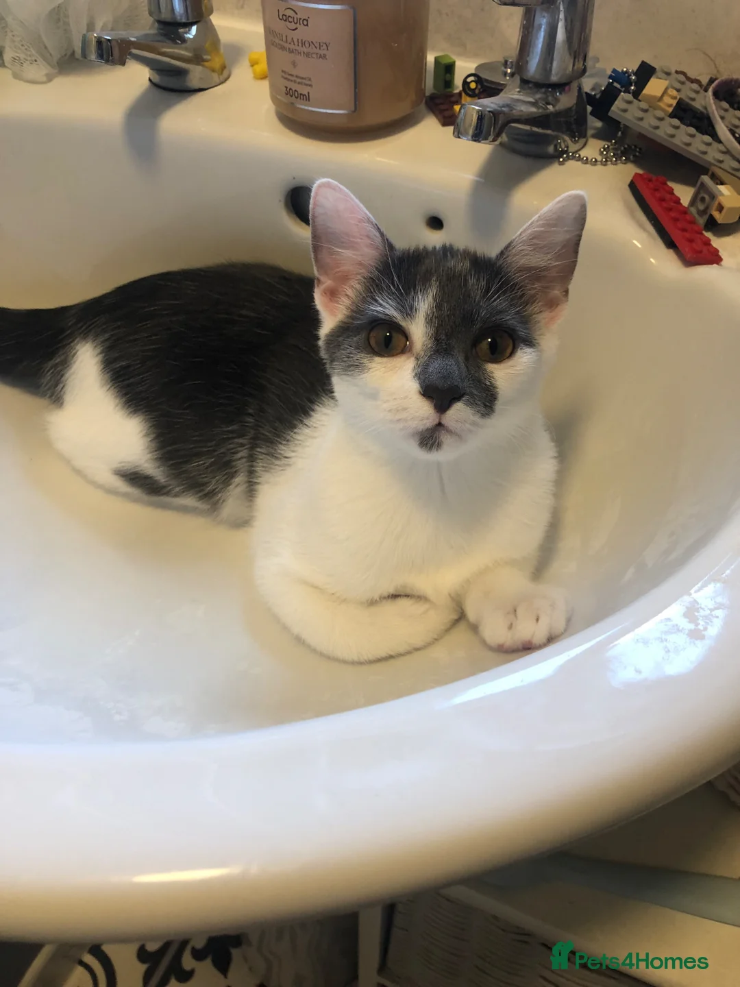 Mixed Breed cats for sale: Cat for sale - Advert 1