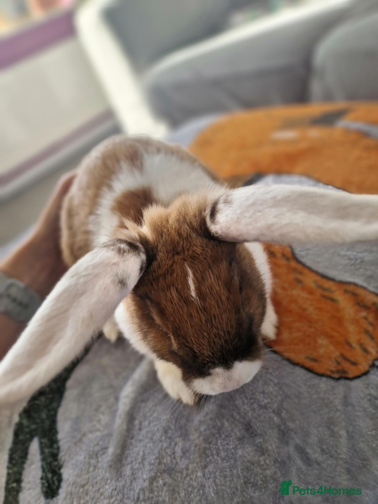 Mixed Breed rabbits Bunnies - lop/rex mix - Advert 14