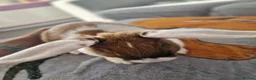 Mixed Breed rabbits for sale: Bunnies - lop/rex mix - Advert 1