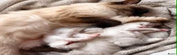 Ragdoll cats for sale: Ragdoll Kitten, Avalable Now - Male - Advert 5