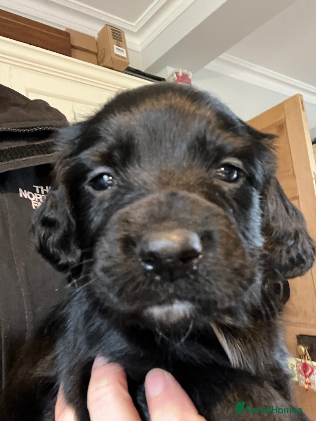 Sprocker dogs for sale: Working Sprocker Spaniel Pups - Advert 3