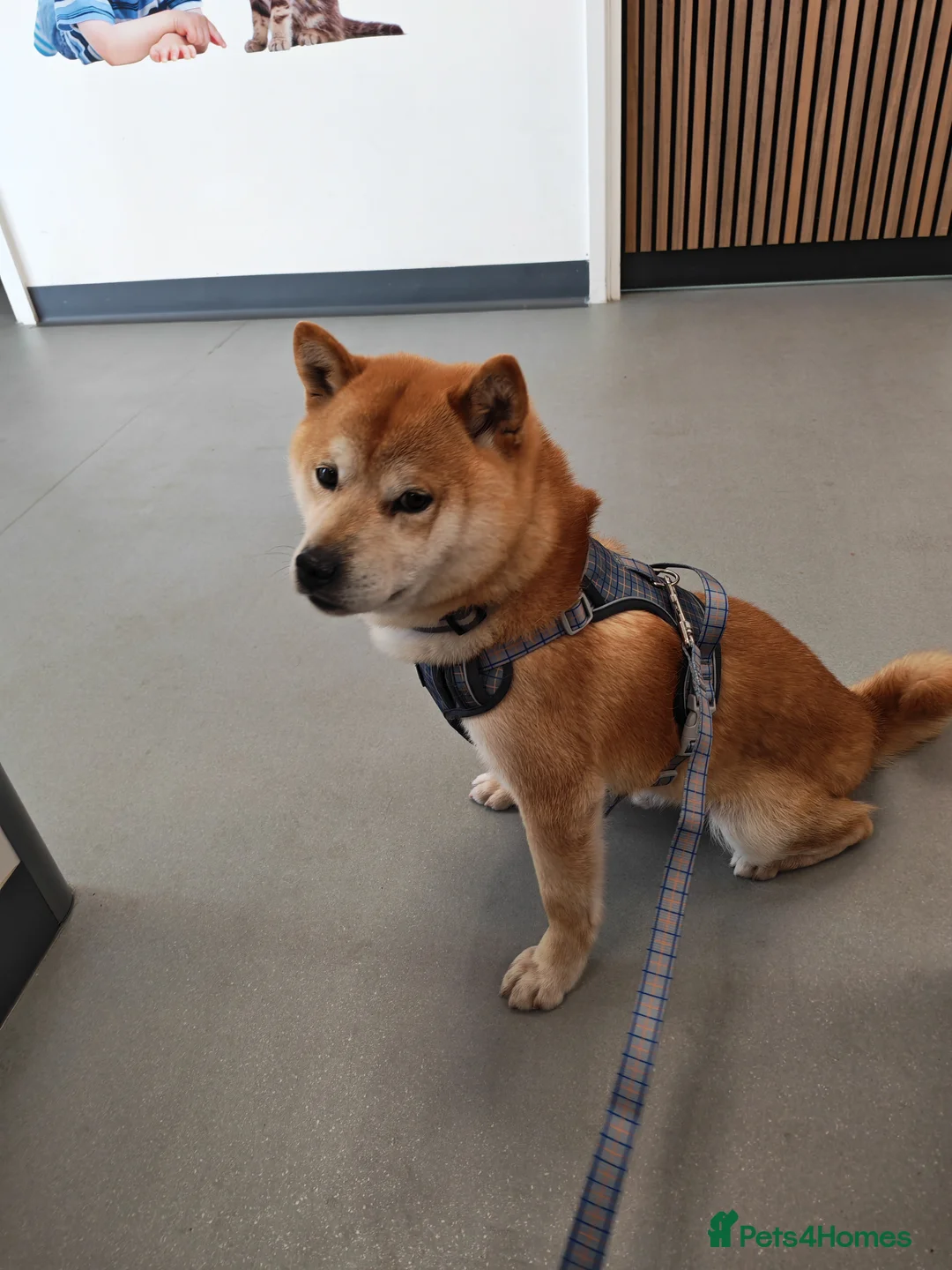 Japanese Shiba Inu dogs for sale: Adult japanese shiba inu  - Advert 2