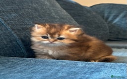 British Longhair cats for sale: Rare Golden Shaded British Longhair Girl Teddy  - Image 2