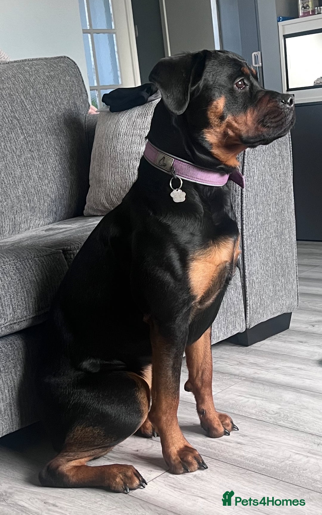 Mixed Breed dogs for sale: Boxweiller Puppy Female - Advert 1