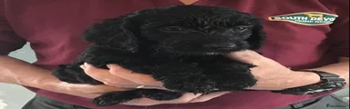 Cockapoo Puppy 3….black boy
