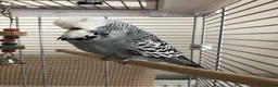 Budgerigars birds for sale: Tame Exhibition Budgie - Advert 2