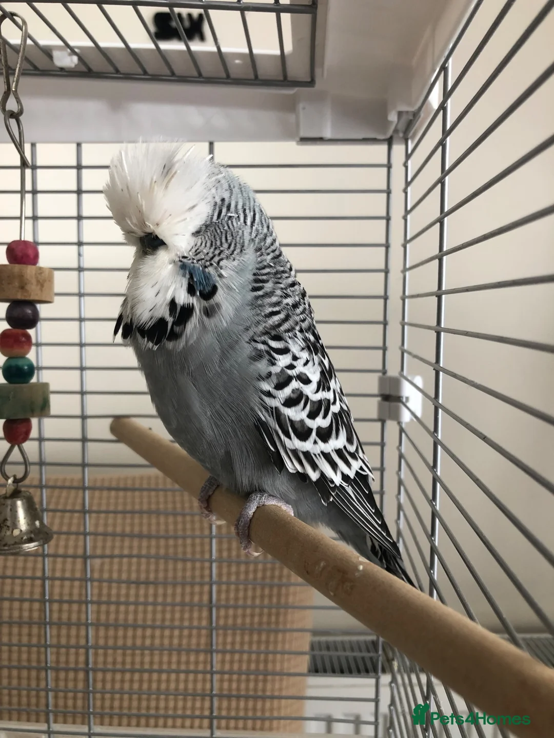Budgerigars birds for sale: Tame Exhibition Budgie - Advert 2