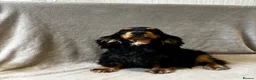 Cockapoo dogs for sale: Beautiful F1 Show Cockapoos 🥰❤️‍🔥 - Advert 4