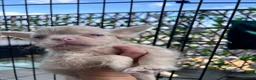 French Bulldog dogs for sale: BLUE AND PINK FLOODLES/FULL FLUFFY  FRENCH PUPPIES - Advert 38