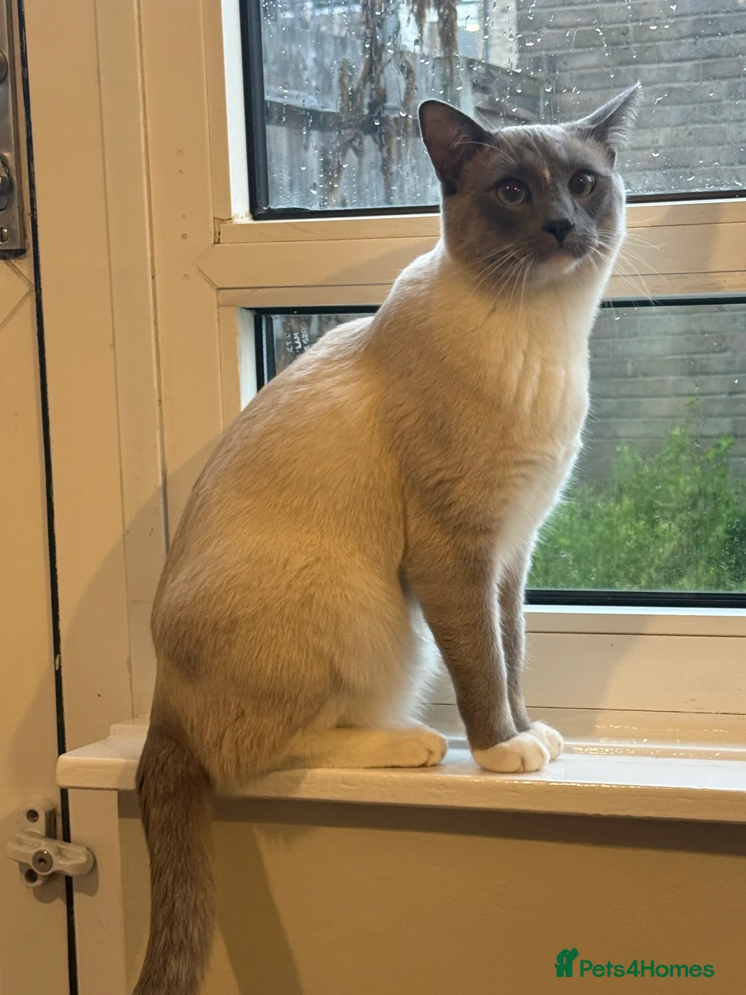 Ragamese cats for sale: Stunning 1yr old Blue Point Ragamese fluffball - Advert 2