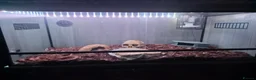 Boa Snake reptiles for sale: Brazilian Rainbow Boa & Viv - Advert 3