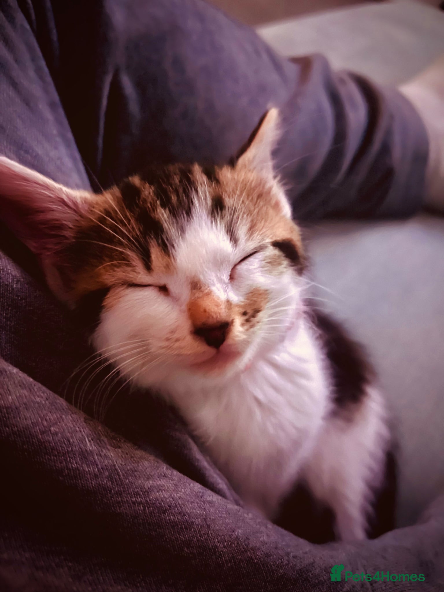 Domestic Shorthair cats Gorgeous Domestic Short Hair Girl For Sale - Advert 1