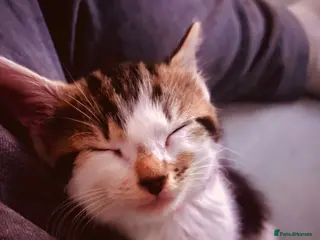 Domestic Shorthair cats Gorgeous Domestic Short Hair Girl For Sale - Advert 1