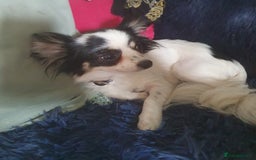 Chihuahua dogs for sale: Longcoat chihuahua  - Image 8