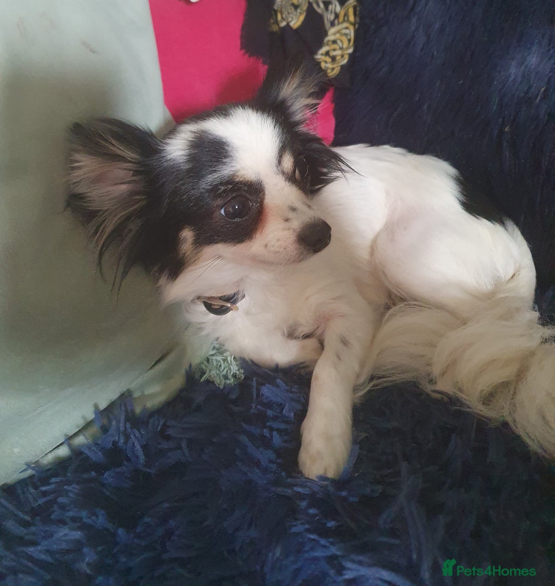 Chihuahua dogs for sale: Longcoat chihuahua  - Image 8
