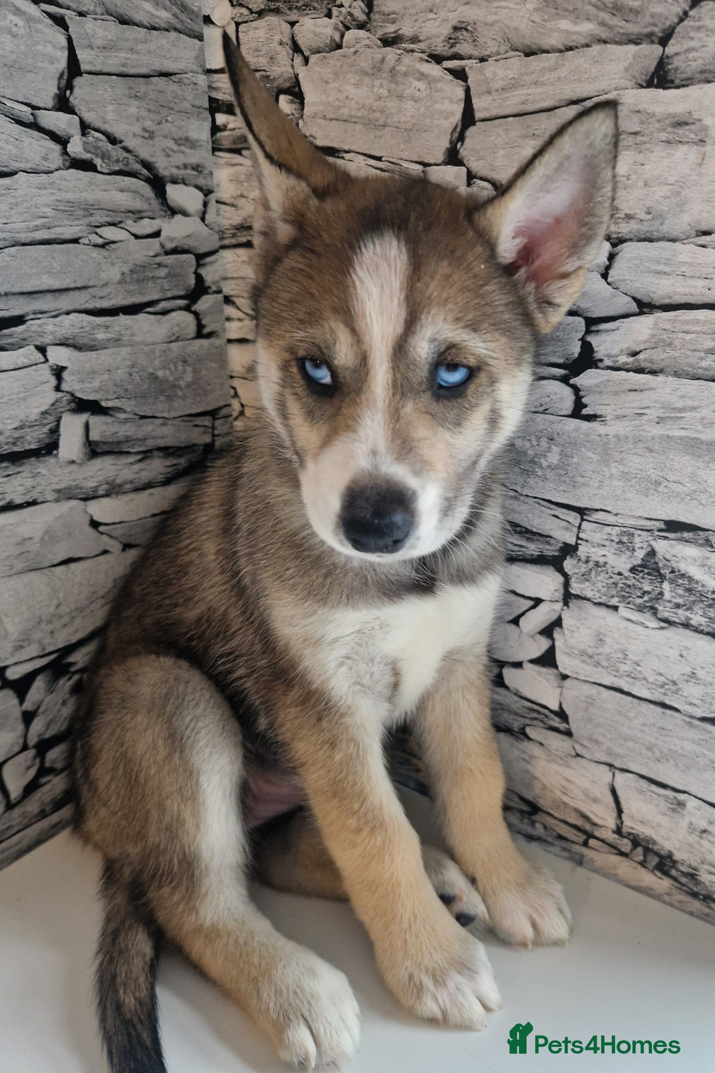 Siberian Husky dogs  Beautiful full breed siberian husky Pups ❤️ - Advert 13