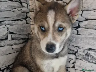 Siberian Husky dogs Beautiful full breed siberian husky Pups ❤️ - Advert 13