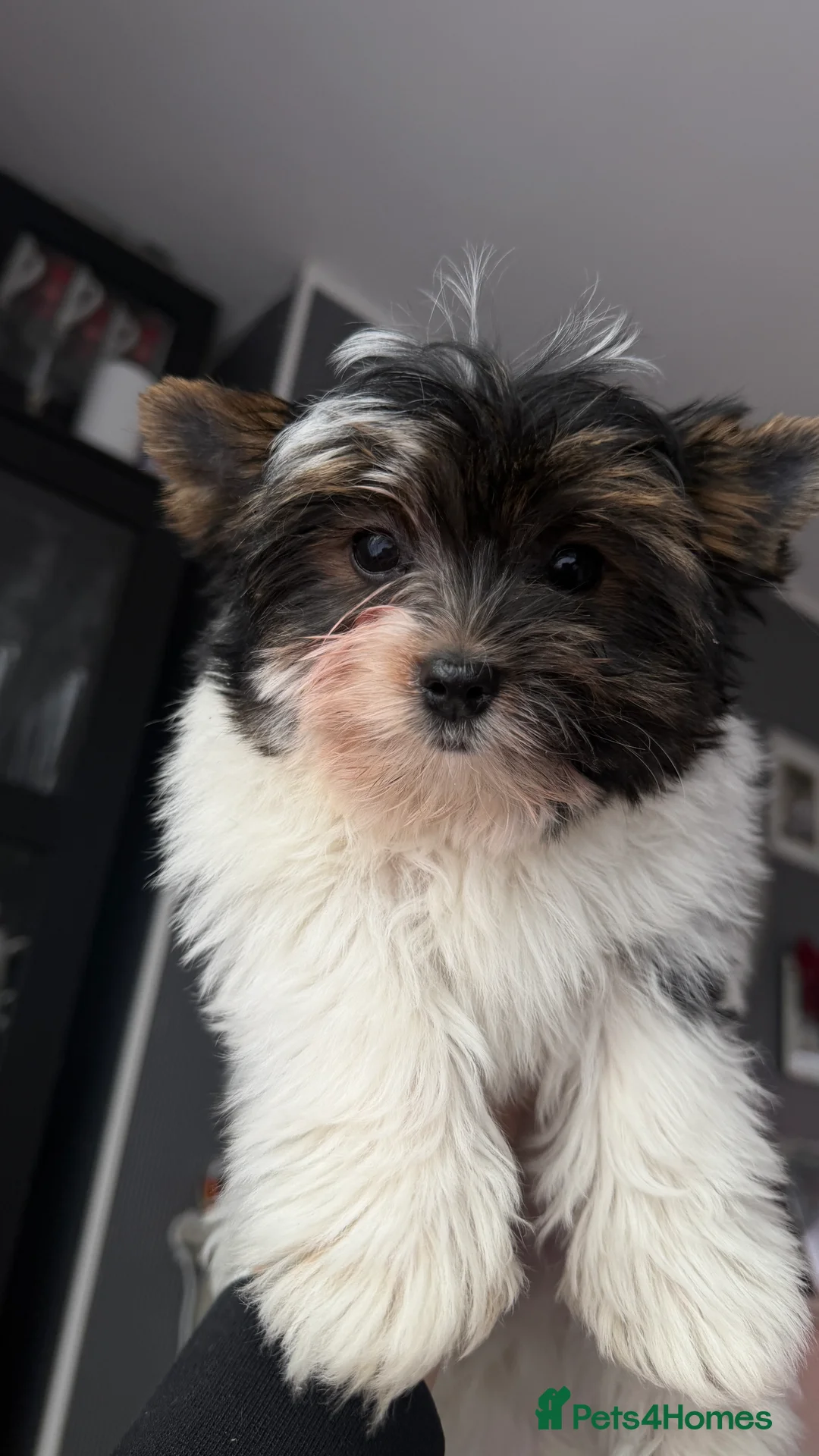 Biewer Terrier dogs for sale: Pure Biewer terriers looking new homes  - Advert 8