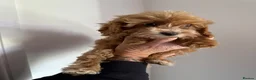 Cockapoo dogs for sale: Beautiful rich red cockapoos - Advert 3