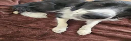 Border Collie dogs for sale: Mercedes in Telford - Advert 7