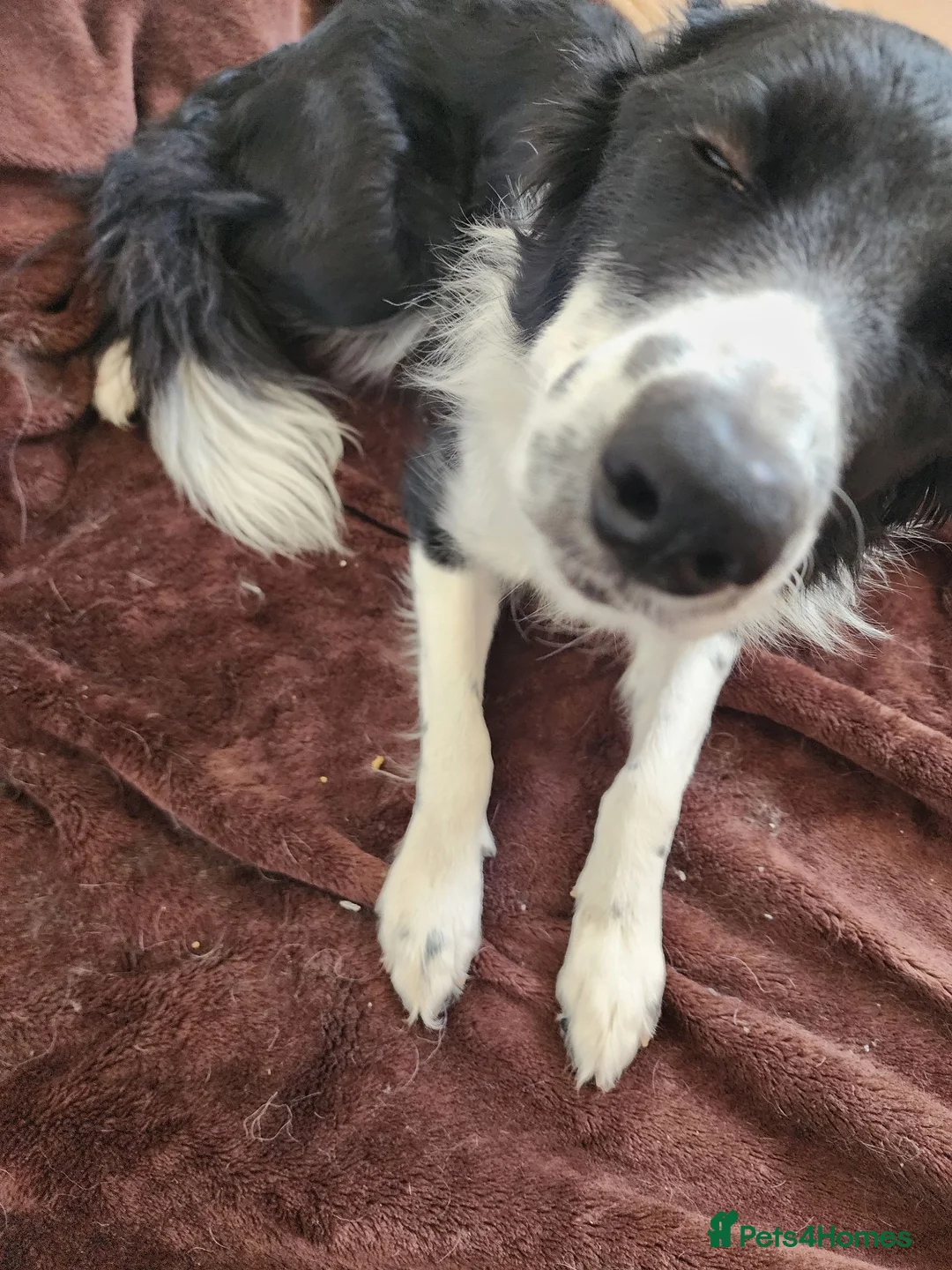 Border Collie dogs for sale: Mercedes in Telford - Advert 7