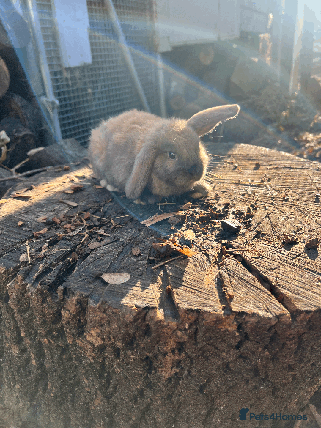 Mini Lop rabbits for sale: 100% Pure Family Bred Friendly Mini Lop Bunnies - Advert 10