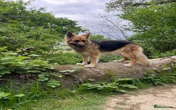 German Shepherd dogs for sale: Adorable GSD pups, straight back line, KC reg - Image 17