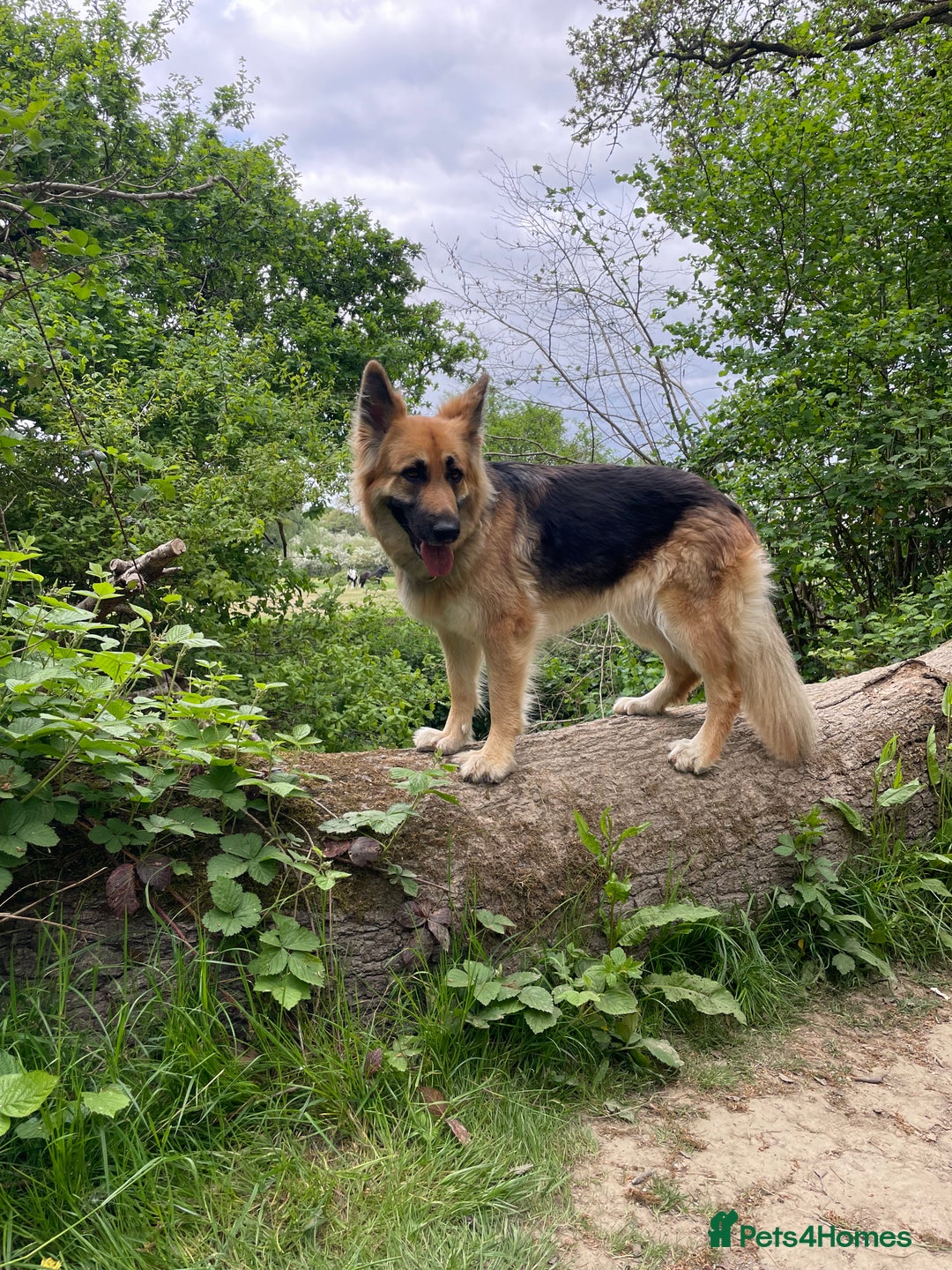 German Shepherd dogs for sale: Adorable GSD pups, straight back line, KC reg - Image 17