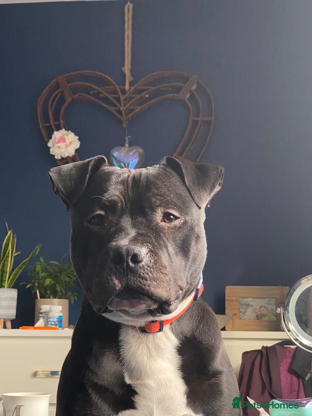 Staffordshire Bull Terrier dogs for stud: “Dior” American Staffordshire Bull Terrier Stud - Advert 3