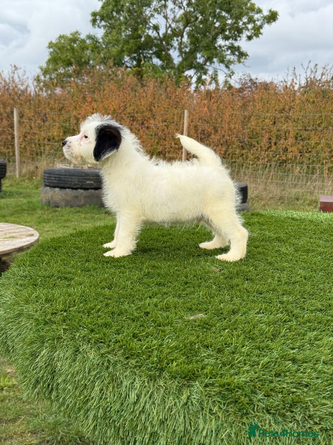 Jack Russell dogs for sale: Stunning Kc male puppy - Advert 2