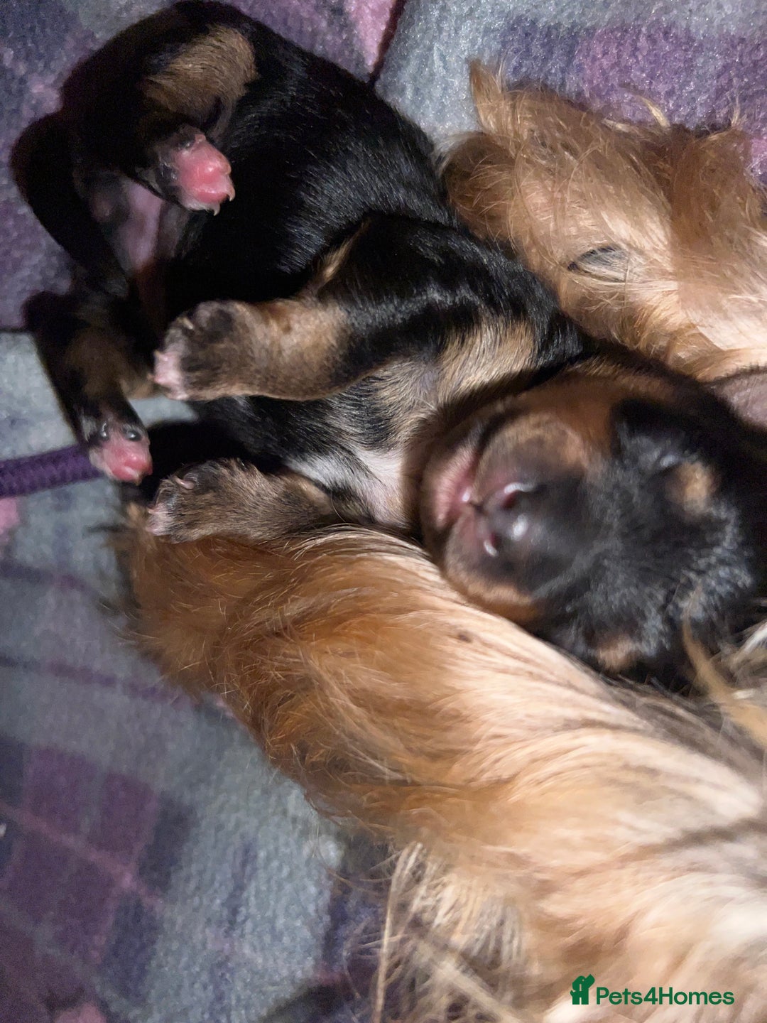 Mixed Breed dogs for sale: Yorker x biewer - Advert 3