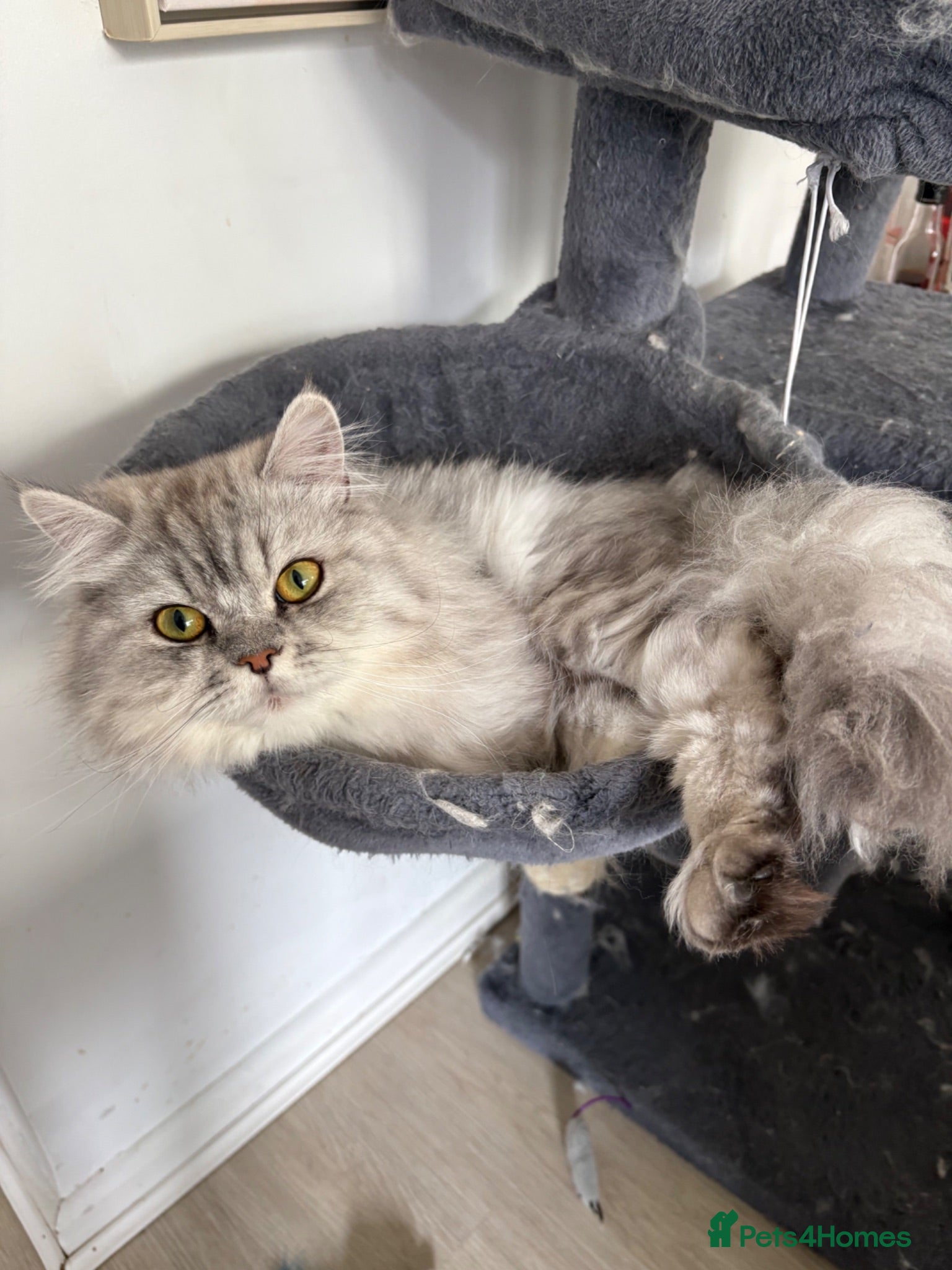 Persian cats Beautiful Persian 18 months old - Advert 14