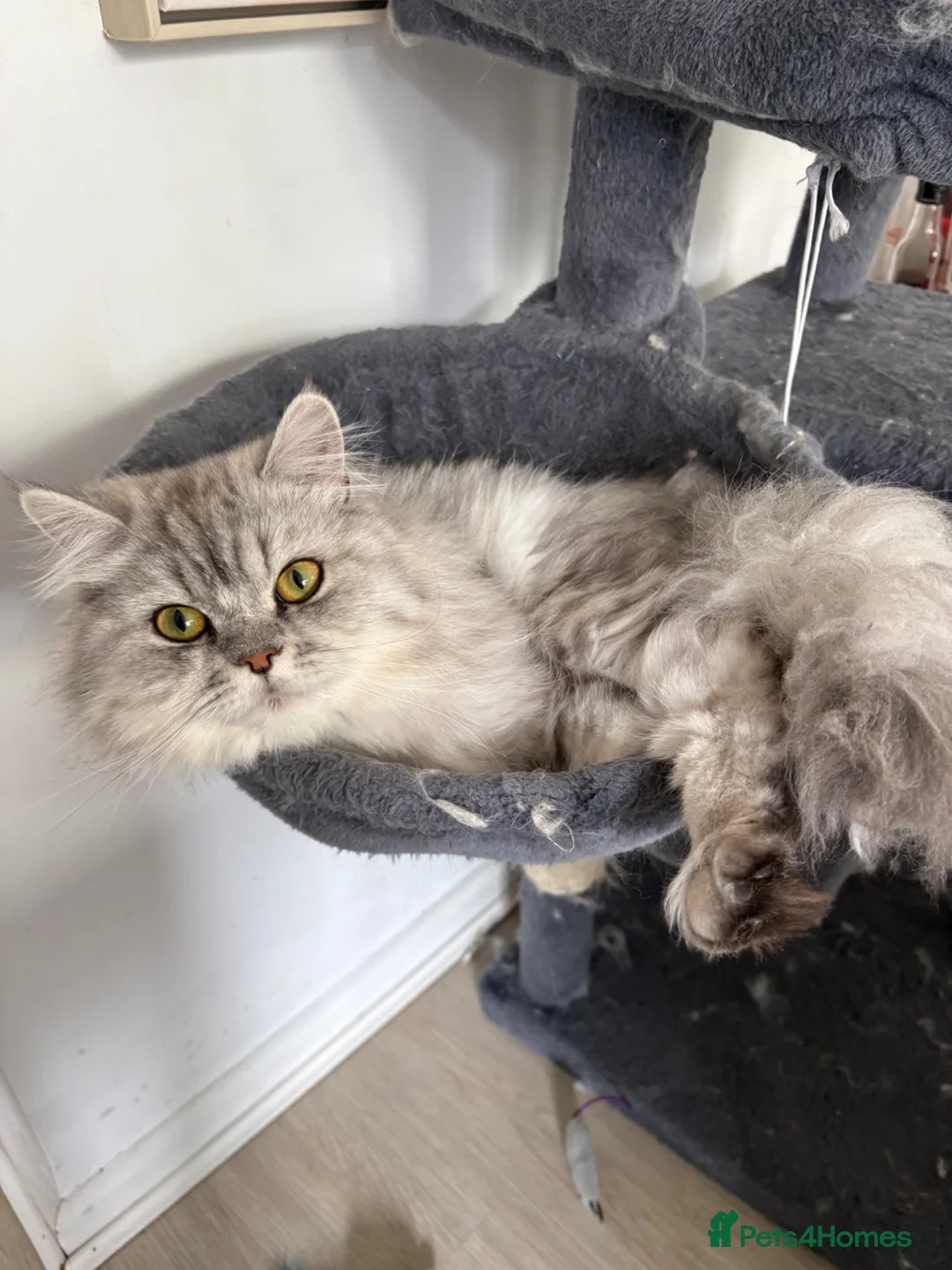 Persian cats for sale: Beautiful Persian 18 months old in Braintree - Advert 1