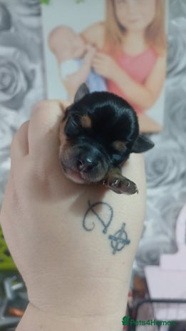 Chorkie dogs - Advert 5