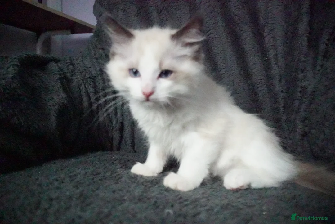 Ragdoll cats for sale: Ragdoll Boy Looking for Loving Home. - Advert 9
