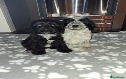 Cockapoo dogs for sale: Health tested show type cockapoo puppies! - Image 23
