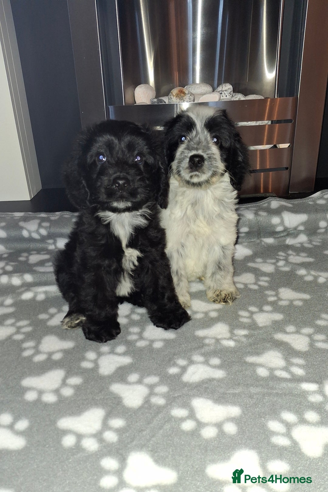 Cockapoo dogs for sale: Health tested show type cockapoo puppies! - Image 23