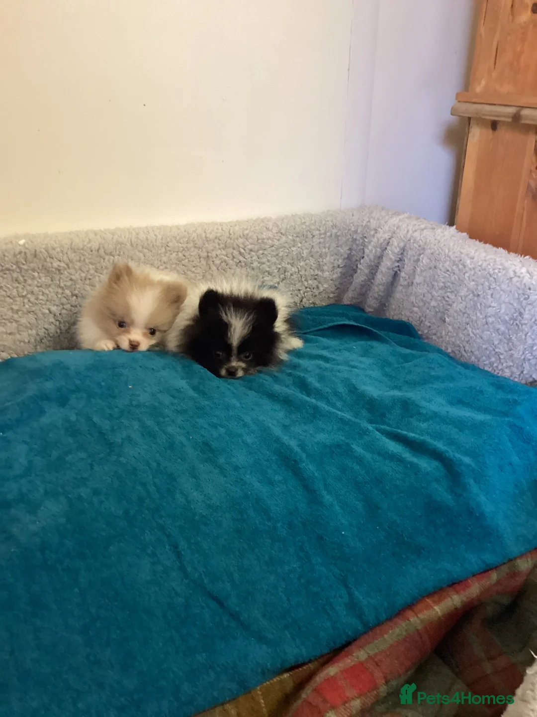 Pomeranian dogs for sale: Pomeranian  in Doncaster - Advert 2