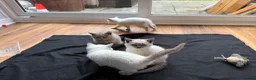 British Shorthair cats for sale: Britishshort hair Pedigree Kittens | DNA Clear  - Advert 6