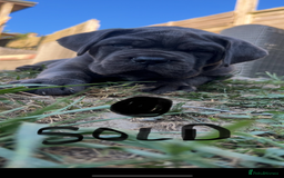 Mixed Breed dogs for sale: HUGE “TRI” MERLE CANE CORSO PUPPIES FOR SALE - Image 6